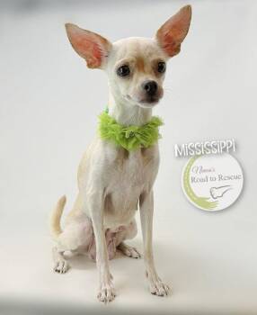 Mississippi -  Chihuahua and Pug Dog for Adoption in Benton, Louisiana - Mississippi | PetCurious