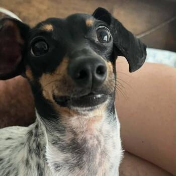 Tucker -  Dachshund Dog for Adoption in Baton Rouge, Louisiana - Tucker | PetCurious