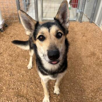 Lil Girl KCAC 475.26 -  Husky and German Shepherd Dog Dog for Adoption in Kerrville, Texas - Lil Girl KCAC 475.26 | PetCurious