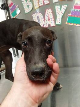 Rescue Labrador Retriever Dogs for Adoption in Mobile, Alabama - Patsy | PetCurious