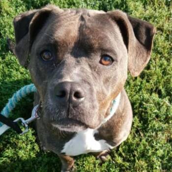The Queen -  Mixed Breed Dog for Adoption in Ballston Spa, New York - The Queen | PetCurious