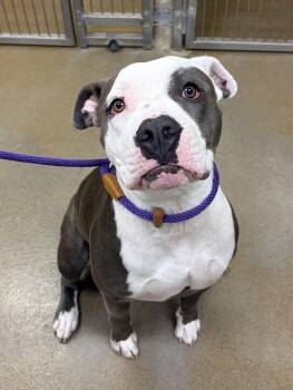 Dixie Bell -  Pit Bull Terrier Dog for Adoption in Winchester, Virginia - Dixie Bell | PetCurious