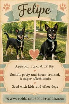 Felipe -  Chihuahua Dog for Adoption in Brenham, Texas - Felipe | PetCurious