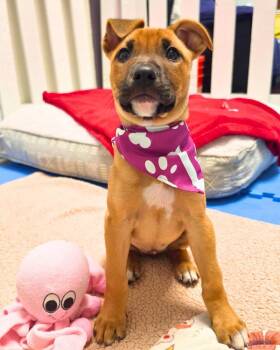 Shepherd Dogs Available for Adoption in Novato, California - Dolly | PetCurious