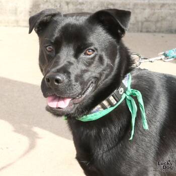 Rescue Retriever and Chow Chow Dogs for Adoption in Washington, District Of Columbia - Shadow | PetCurious