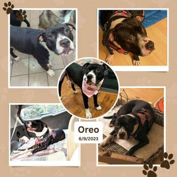 Pit Bull Terrier Dogs Available for Adoption - Oreo - (NJ) Energetic Cuddlebug | PetCurious