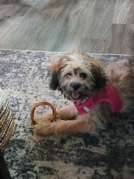 Palusa -  Shih Tzu and Terrier Dog for Adoption in Dallas, Texas - Palusa | PetCurious