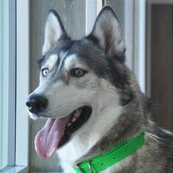 Husky Dogs Available for Adoption - Laura | PetCurious