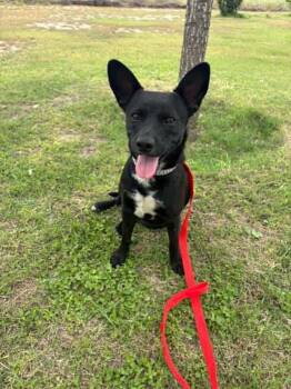 Mixed Breed Dogs Available for Adoption in Boise, Idaho - Indy | PetCurious