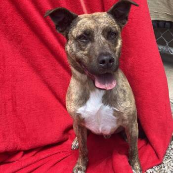 Chitlin -  Mountain Cur and Mixed Breed Dog for Adoption in Pulaski, Tennessee - Chitlin | PetCurious