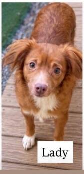 Lady -  Chihuahua Dog for Adoption in Cullman, Alabama - Lady | PetCurious