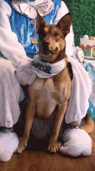 Mixed Breed Dogs Available for Adoption - Rue | PetCurious