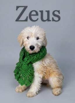 Zeus -  Sheepadoodle Dog for Adoption in Chula Vista, California - Zeus | PetCurious