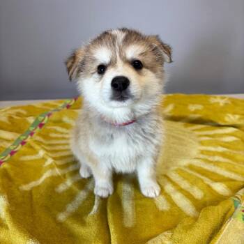 Theodore -  Mixed Breed Dog for Adoption in Clavet, Saskatchewan - Theodore | PetCurious