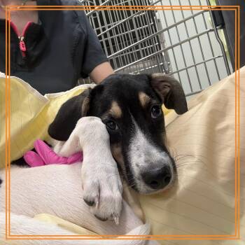 Apricot -  Jack Russell Terrier and Mixed Breed Dog for Adoption in Austin, Texas - Apricot | PetCurious