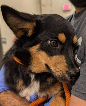 NED -  Boxer and Mixed Breed Dog for Adoption in Ontario, California - NED | PetCurious