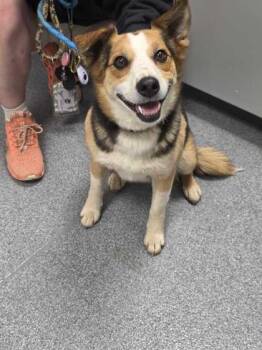 Mixed Breed Dogs Available for Adoption in Sevierville, Tennessee - Sylvie | PetCurious