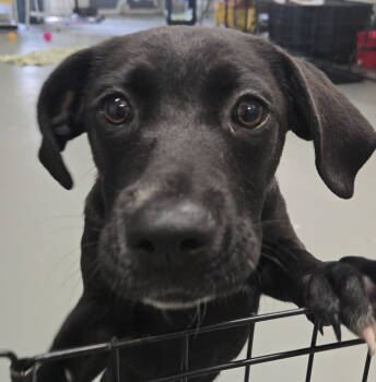 Rescue Mixed Breed Dogs for Adoption in Groveland, Massachusetts - Sprite | PetCurious