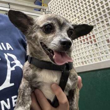 Pokie -  Chihuahua Dog for Adoption in Phoenixville, Pennsylvania - Pokie | PetCurious
