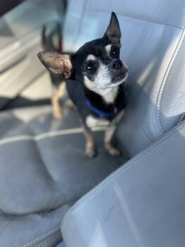 Chihuahua Dogs Available for Adoption in Covington, Louisiana - Jerry Springer | PetCurious