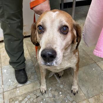 Mixed Breed Dogs Available for Adoption in Gainesville, Florida - Carmen | PetCurious