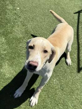 Yellow Labrador Retriever Dogs Available for Adoption - Nilla | PetCurious