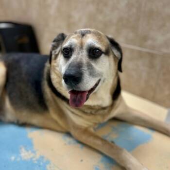 Rescue Mixed Breed Dogs for Adoption in Poplar Bluff, Missouri - Gohan (Cohan) | PetCurious