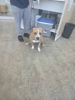 Rescue Pit Bull Terrier and Mixed Breed Dogs for Adoption in Fort Worth, Texas - King | PetCurious