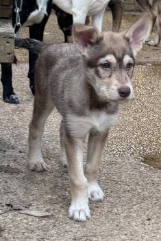 Husky and Shepherd Dogs Available for Adoption in Horn Lake, Mississippi - Aja | PetCurious