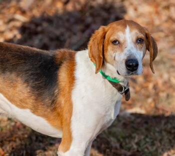 American Foxhound Dogs Available for Adoption in Lexington, Massachusetts - Jack | PetCurious
