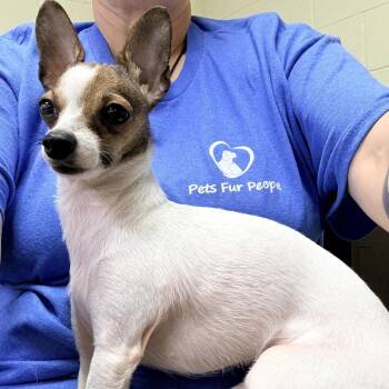 BooBoo -  Chihuahua and Mixed Breed Dog for Adoption in Tyler, Texas - BooBoo | PetCurious