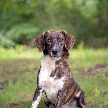 Sugar -  Plott Hound and Mixed Breed Dog for Adoption in Washington, District Of Columbia - Sugar | PetCurious