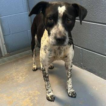 Cantina -  Mixed Breed Dog for Adoption in Gadsden, Alabama - Cantina | PetCurious