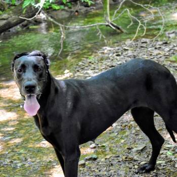 Velma -  Great Dane Dog for Adoption in Spring Hill, Tennessee - Velma | PetCurious