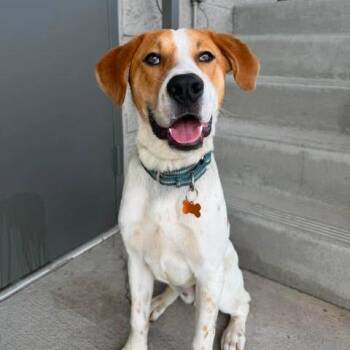 Cooper -  Mixed Breed Dog for Adoption in Bend, Oregon - Cooper | PetCurious