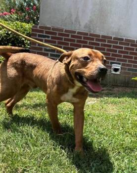 SoLow -  Labrador Retriever and Mixed Breed Dog for Adoption in Savannah, Georgia - SoLow | PetCurious
