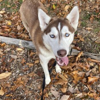 Rescue Husky Dogs for Adoption in Branson, Missouri - Blanket | PetCurious