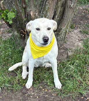 Bailey -  Labrador Retriever Dog Available for Adoption in Madisonville, Texas - Bailey | PetCurious