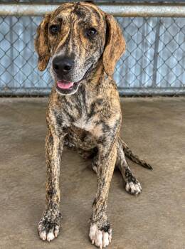 Broderick -  Hound Dog for Adoption in Colorado Springs, Colorado - Broderick | PetCurious