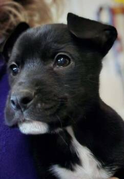 Terrier Dogs Available for Adoption - Canellini | PetCurious