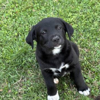 Black Labrador Retriever and Border Collie Dogs Available for Adoption in Pottsboro, Texas - Wendy | PetCurious