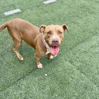 Rescue Mixed Breed Dogs for Adoption in Cincinnati, Ohio - Frittata | PetCurious