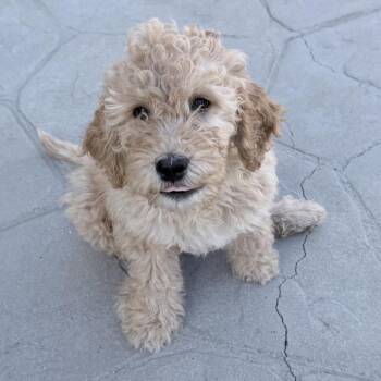 Standard Poodle and Golden Retriever Dogs Available for Adoption in Chino Hills, California - Goofy -*Available 4/25*Chino Hills Location | PetCurious