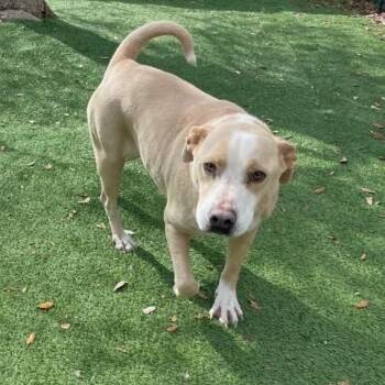 Mixed Breed Dogs Available for Adoption in Loxahatchee Groves, Florida - Pam 4807 | PetCurious
