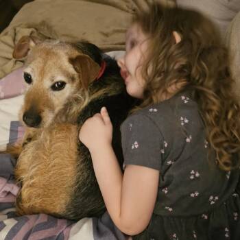 Teddy -  Border Terrier and Jack Russell Terrier Dog for Adoption in Peculiar, Missouri - Teddy | PetCurious
