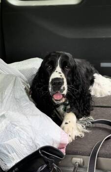 English Springer Spaniel and Cocker Spaniel Dogs Available for Adoption in Ball Ground, Georgia - Willow | PetCurious