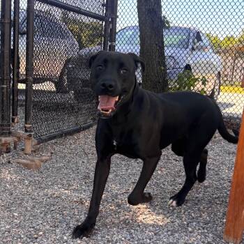 SpACE Cadet -  Labrador Retriever and Pit Bull Terrier Dog for Adoption in York, Pennsylvania - SpACE Cadet | PetCurious