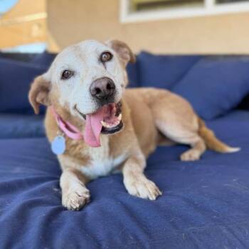 Brownie Blizzard -  Labrador Retriever Dog for Adoption in Ramona, California - Brownie Blizzard | PetCurious