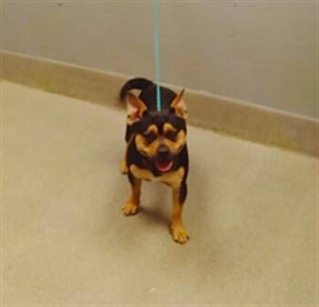 CHICO -  Pit Bull Terrier Dog for Adoption in Las Vegas, Nevada - CHICO | PetCurious
