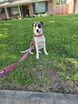 Rescue Cattle Dog Dogs for Adoption in Spring, Texas - Louella | PetCurious